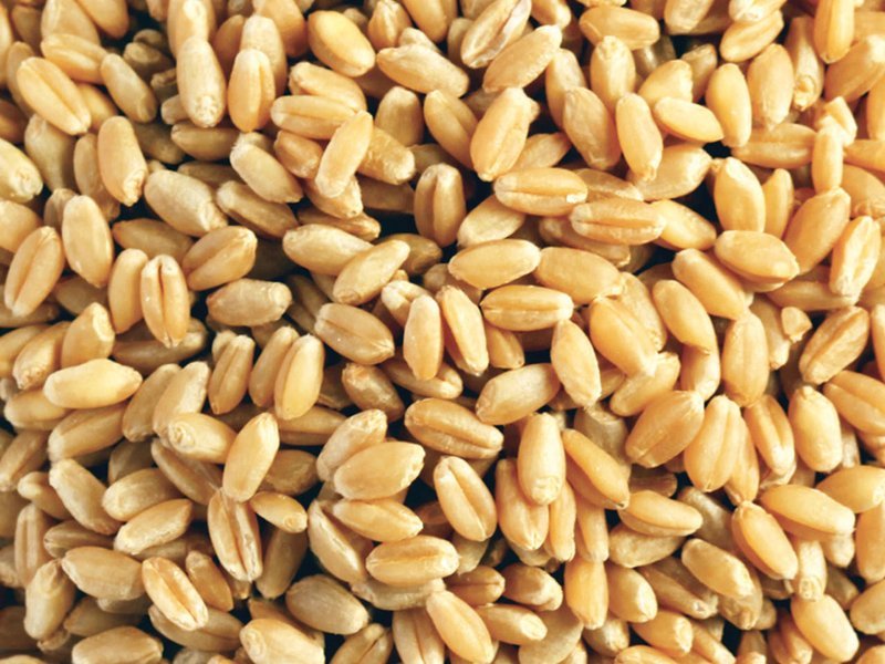 Buğday