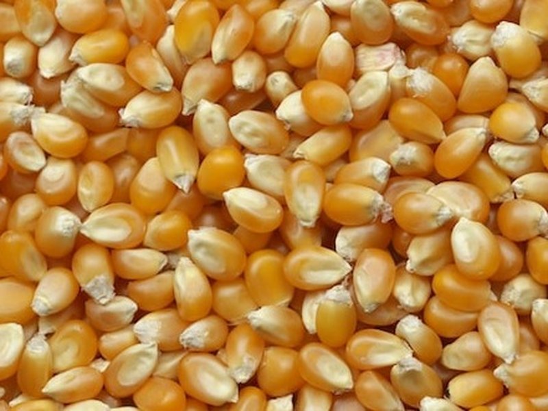 Mısır